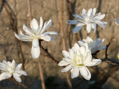 2019-04-06 Magnolia stellata Sämling 1.jpg