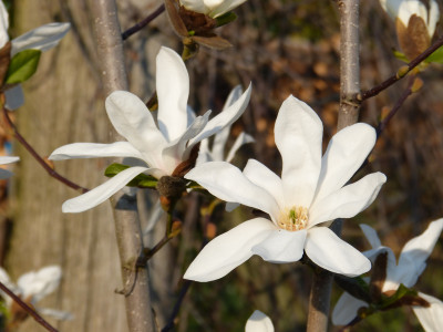 2019-04-06 Magnolia stellata Sämling 2.jpg