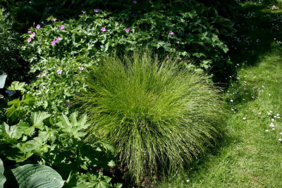 Gras0107.jpg