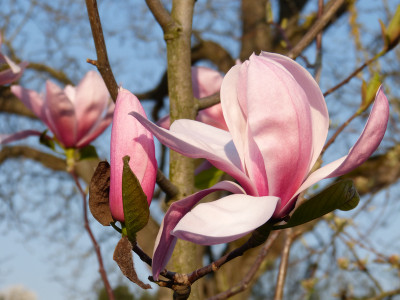 2019-04-06 Magnolia 'Westonbirt'.jpg