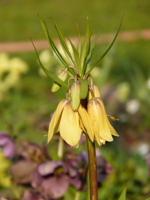 2019-04-06 Fritillaria imperialis 'Vivaldi'.jpg