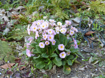 2019-04-06 Primula 'Avondale'.jpg