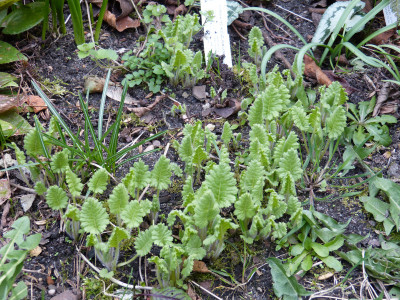 2019-04-02 Primula sieboldii 'Nankin Kozakura'.jpg