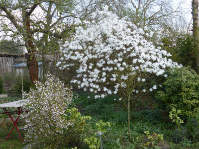 2019-04-06 Magnolia stellata 1.jpg