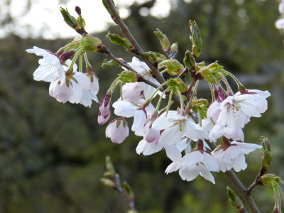 2019-04-06 Prunus yedoensis 1.jpg