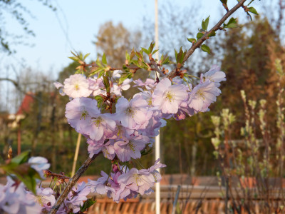 2019-04-06 Prunus 'Accolade' 2.jpg