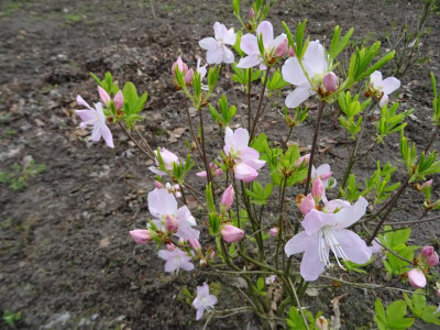 Azalea schlippenbachii April 2019.JPG