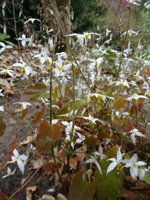 Epimedium stelluatum Wudang Star April 2019.JPG