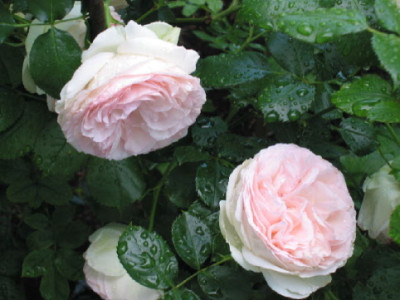 Eden_nach_dem_Regen_Mai_07.jpg