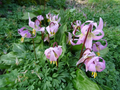 Erythronium revolutum April 2019.JPG