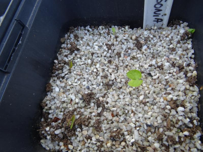 Jeffersonia diphylla Germination April 2019.JPG