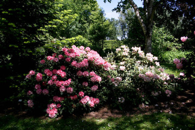 Rhododendron0707.jpg