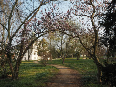 Magnolia × soulangiana 7.4.19 ue.JPG