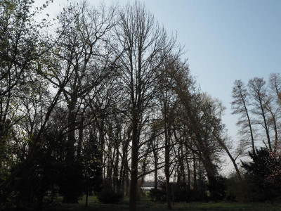 Magnolia acuminata 7.4.19 ue.JPG