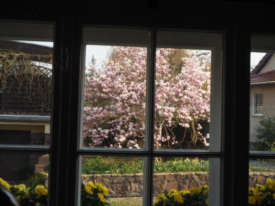Nachbars Magnolie 7.4.19 ue.JPG