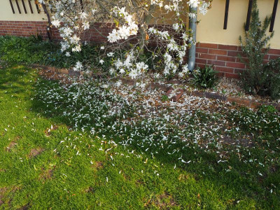 Magnolia stellata 7.4.19 ue.JPG
