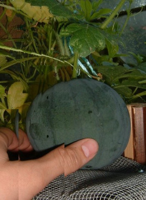 wmelone2.jpg