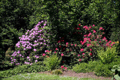 Rhododendron1507.jpg