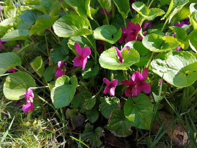 IMG_20190330_120220_viola_purpur.jpg