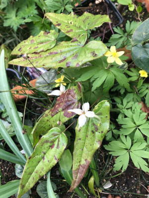 epimedium-pale-fire.sibling.jpg
