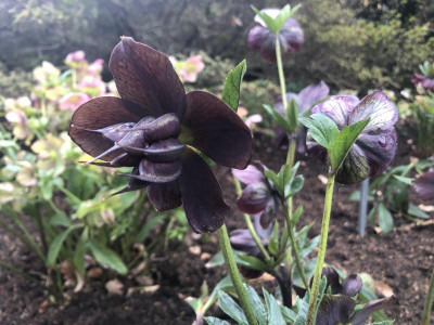 helleborus-schwarz-rueckseite.jpg