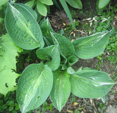 Hosta_Striptease_50902.jpg