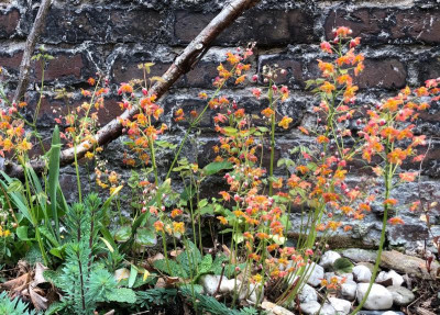 epimedium-ellen-wilmott_mauer.jpg