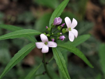 cardamine.img (2).JPG