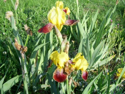Flammenschwert_PIC_0419.JPG