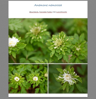 Anemone nemorosa.jpg
