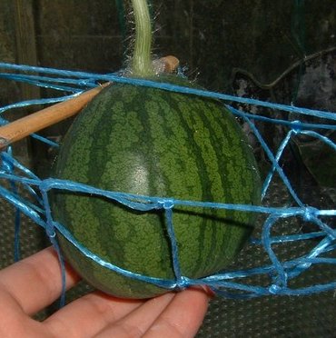 wmelone3.jpg