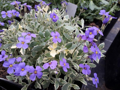 Argenteovariegata.jpg