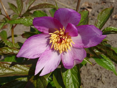 Paeonia mairei April 2019.JPG