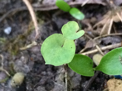 2019 04 Jeffersonia dubia.jpg