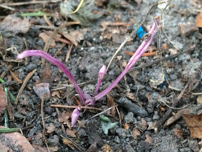 2019 04 Viola mandshurica.jpg