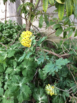 2019 04 Corydalis nobilis.jpg