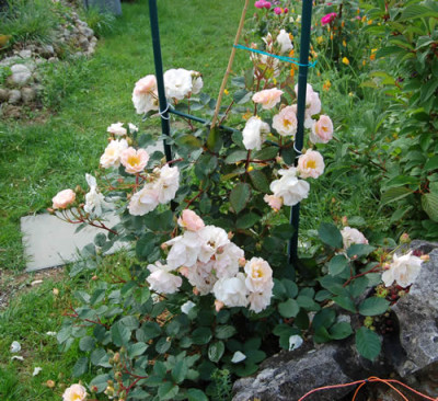 Penelope_00010__S1_5798.jpg