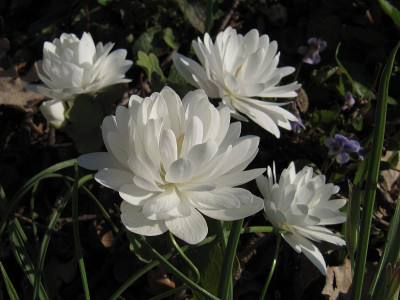 IMG_5749_Sanguinaria_7April2019_.jpg