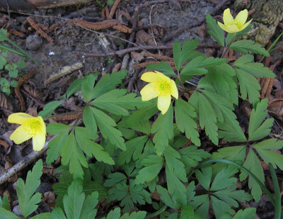 IMG_5727_Anemone_x_lipsiensis_7April2019_.jpg
