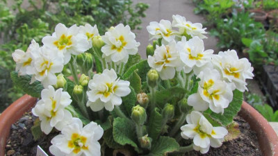 Primula Vanilla Cream.jpg