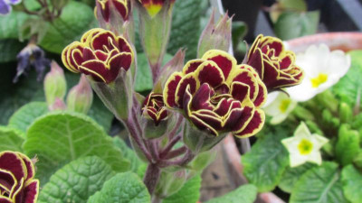 Primula elizabeth killelay.jpg