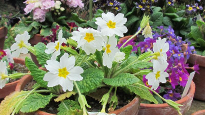 Primula Karneval weiß.jpg