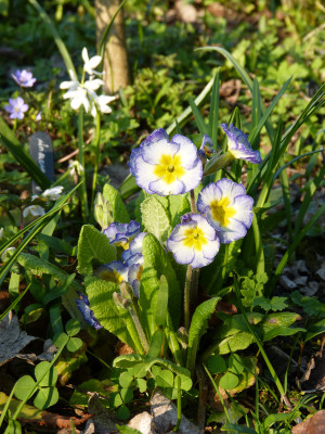 2019-04-07 Primula.jpg