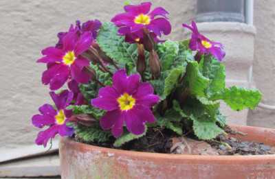 Primula Jul-H als DrvV.jpg