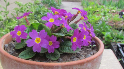 Primula Jul-H als Ga Bartens.jpg