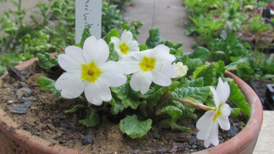 Primula Jul-H Schneewittchen.jpg