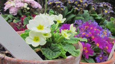 Primula Jul-H grünweiß.jpg