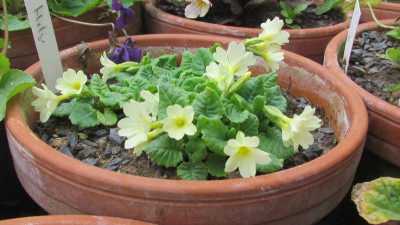 Primula Jul-H Helge.jpg