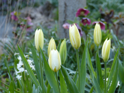 2019-04-07 Tulipa 'Purissima'.jpg