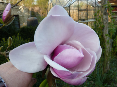 2019-04-07 Magnolia 'Atlas' 1.jpg